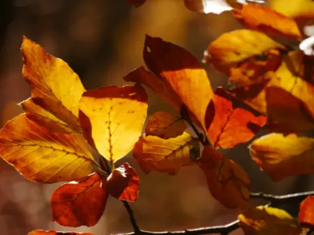 <a href="https://www.pictrs.com/cdangel-fotografie/3293222/herbst-in-seinen-schoensten-farben?l=de" target="_blank" style="display:inline-block; margin-top:8px; padding:10px 20px; background-color:#E67E22; color:#ffffff; font-family:sans-serif; font-size:14px; font-weight:600; text-decoration:none; border-radius:3px; letter-spacing:0.5px;">🛒 Herbstbilder im Shop anschauen</a>
