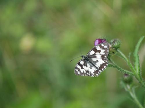 P1090298Schmetterling