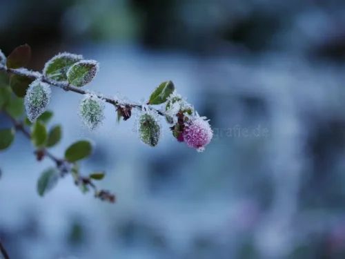 Rosa EiskunstP1700033 2