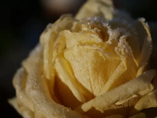 Gelbe Rose mit EiskristalleP1700037 2