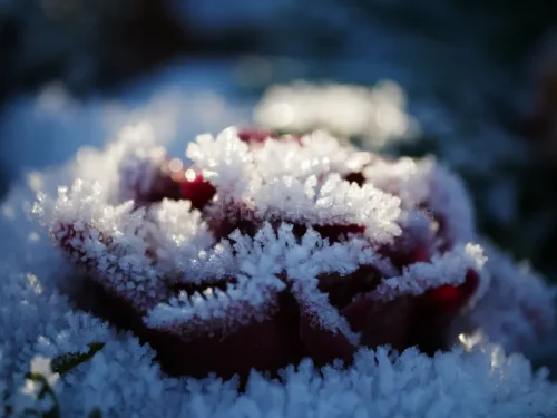 rote Rose aus EisP1700040 2