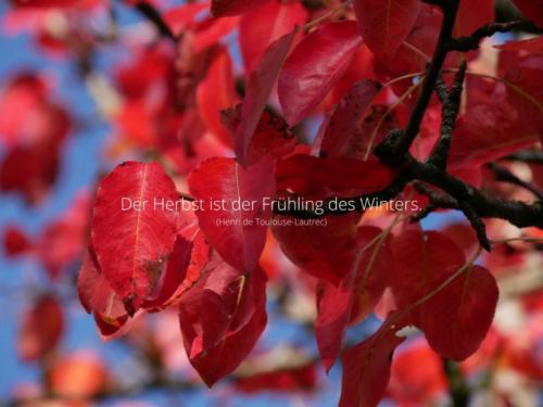 Der Herbst ist der Frühling des Winters. (Henri de Toulouse-Lautrec)